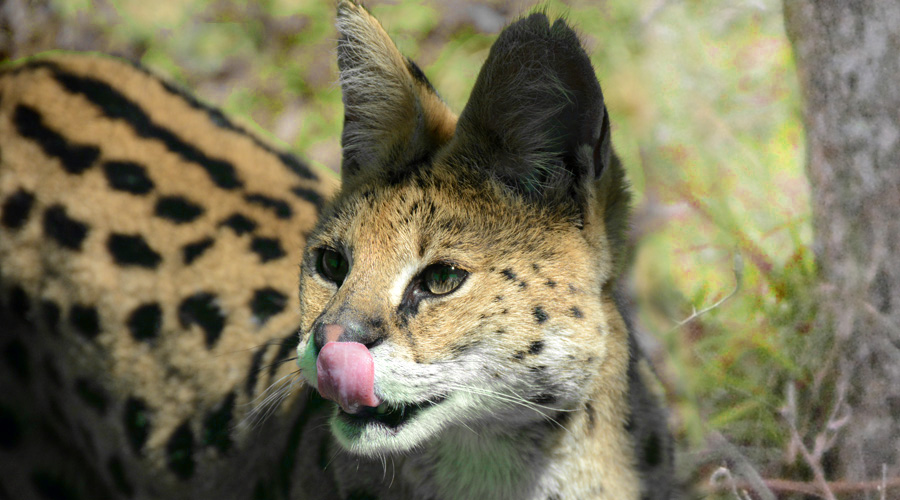 Catas d'Africo