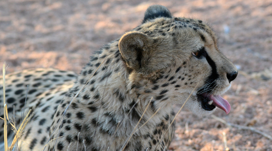 Guepard picouta