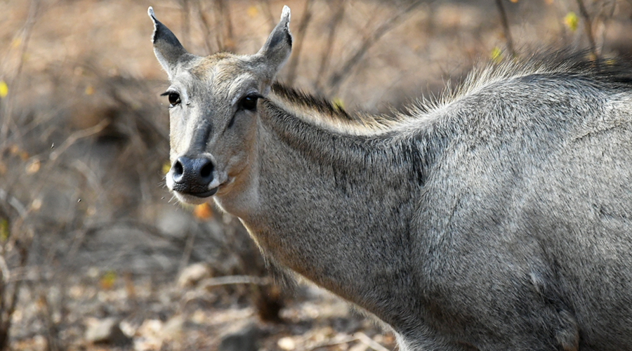 Nilgò indian