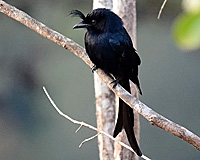 Drongo maugache