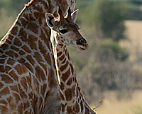 Girafo