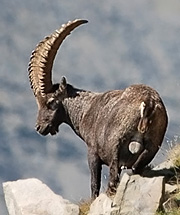 Terro Nostro