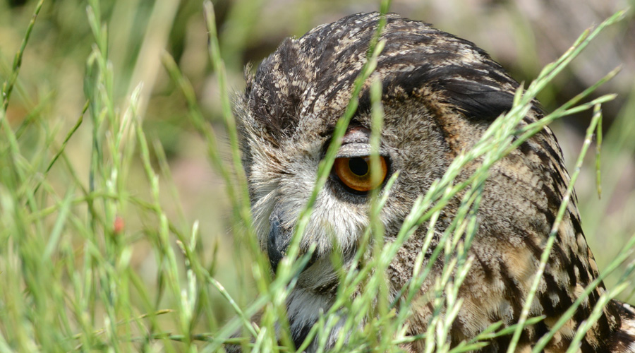 Grand-dùgou barbajan (Bubo bubo)