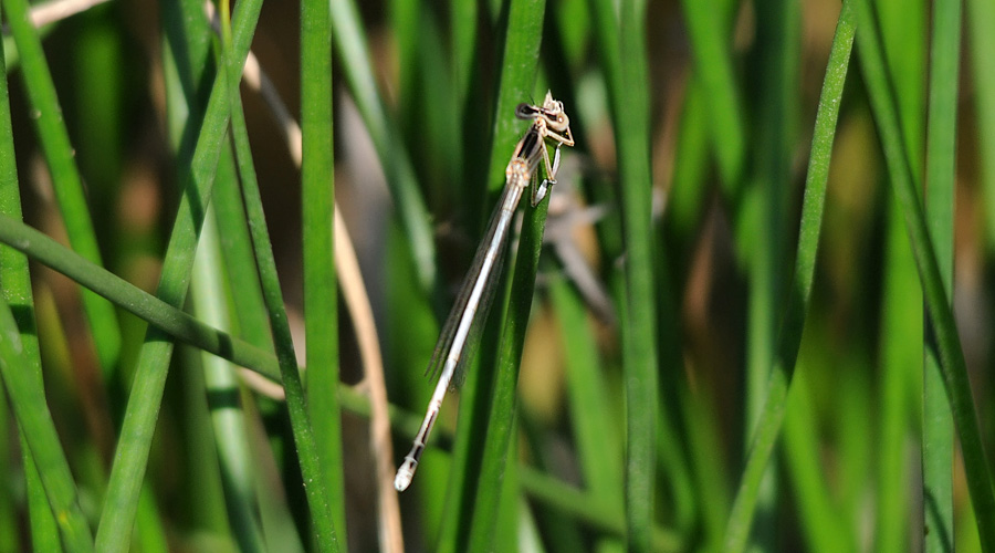 Doumeiseleto blanco (mascle)(Platycnemis latipes)